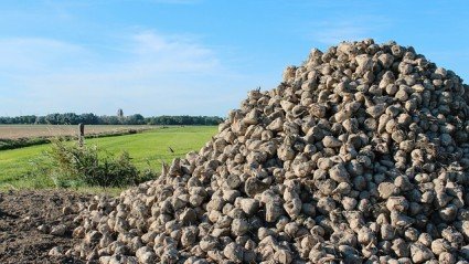 Cosun rekent op kwart minder suikerbieten